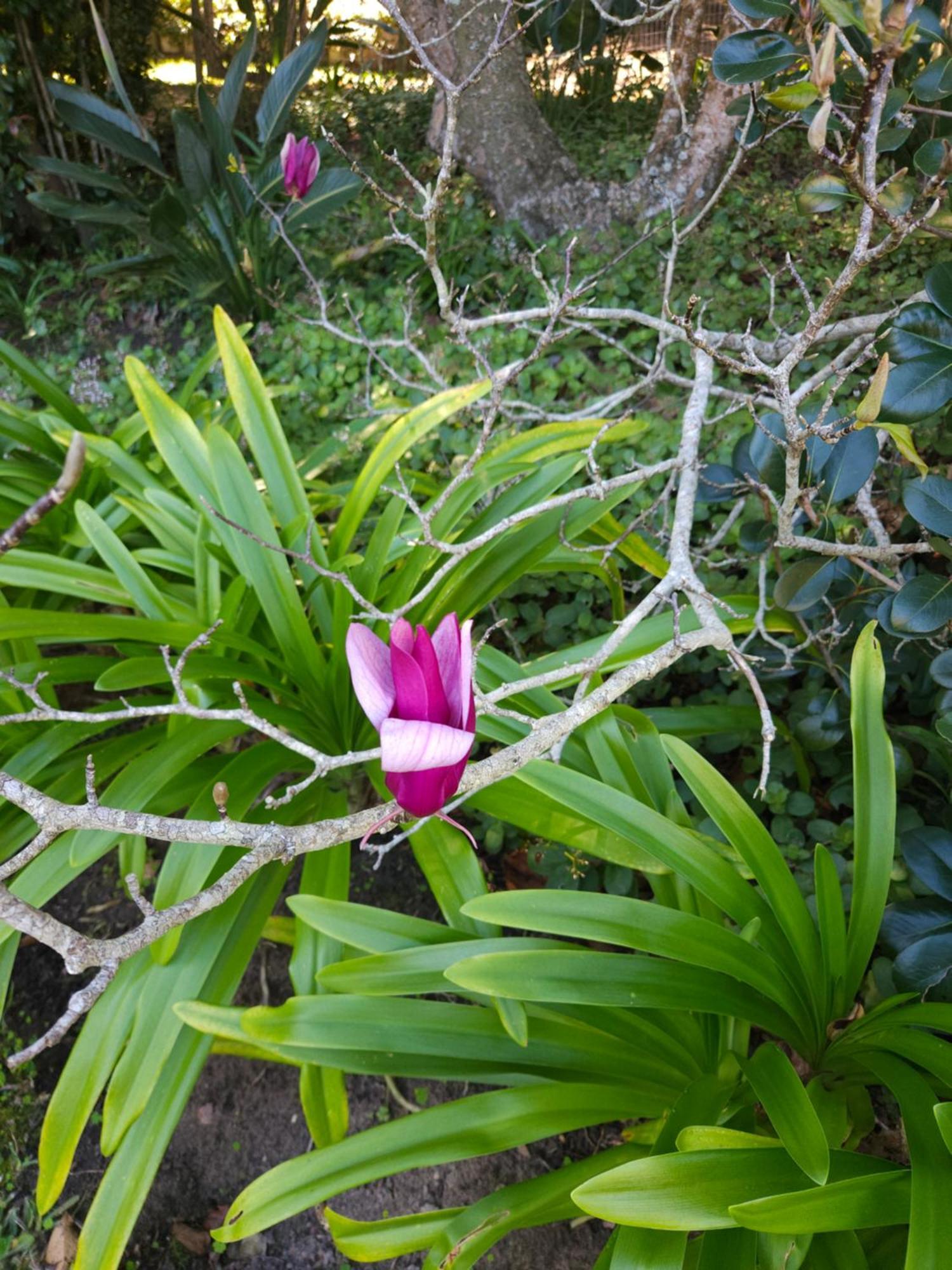 Stannards Guest Lodge 4 Star B&B, Knysna Buitenkant foto